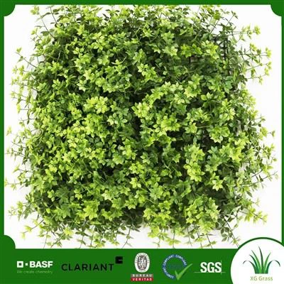 Perete de plante de birou