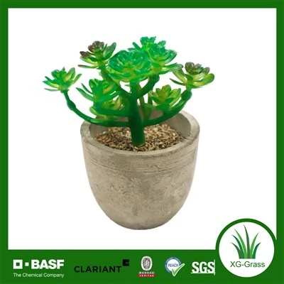 Xingu Lush Green Plant Suculente Pentru Decor Casă și Birou